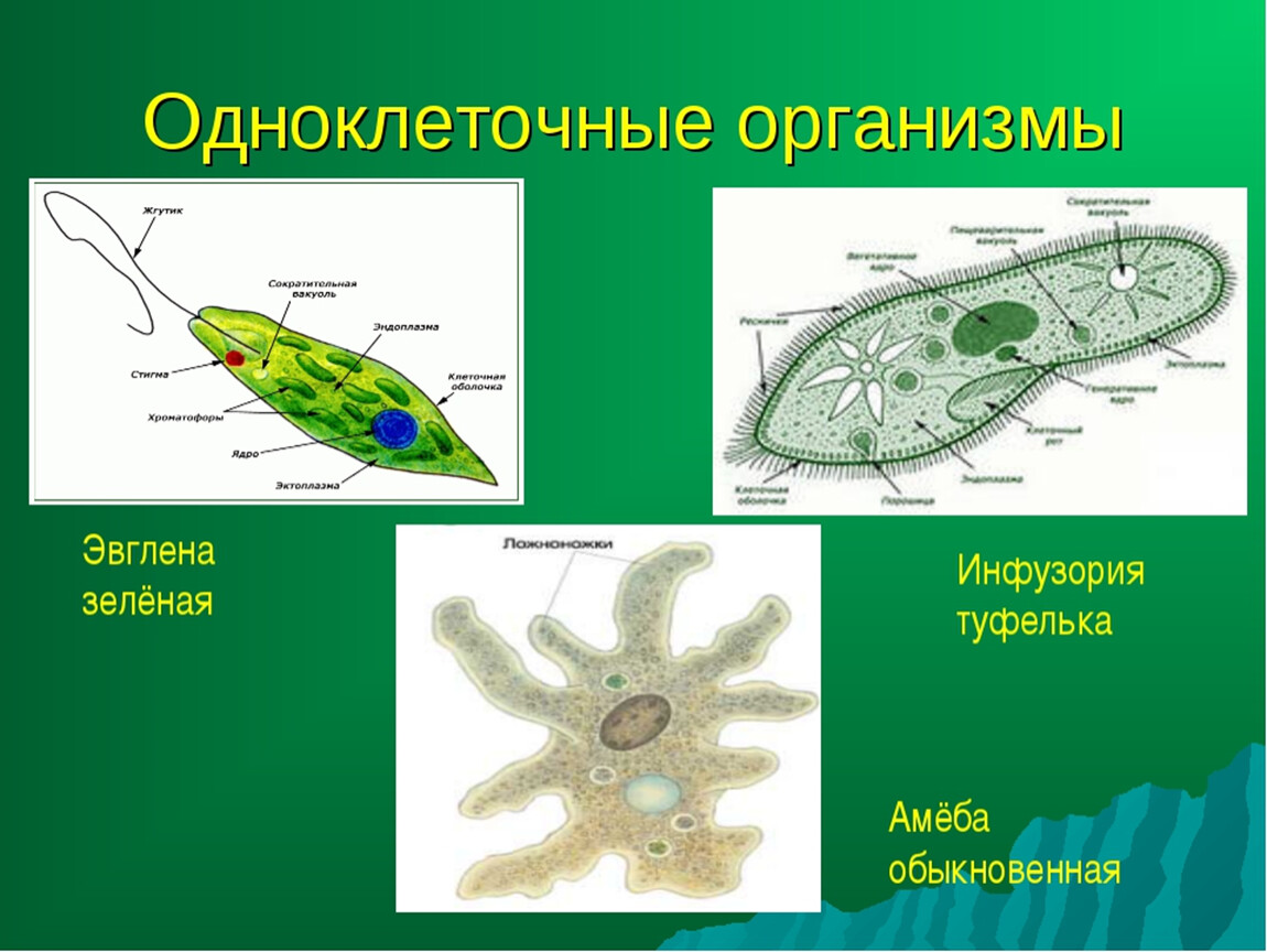 Самый простой одноклеточный организм. Простейшие одноклеточные организмы амеба. Эвглена зеленая одноклеточное. Амеба эвглена инфузория. Одноклеточные организмы инфузория туфелька.