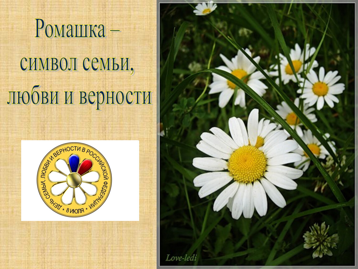 Какой цветок является символом праздника семьи любви. Ромашка символ семьи любви и верности. Ромашка символ семьи. Символ праздника Ромашка. Ромашка символ России.