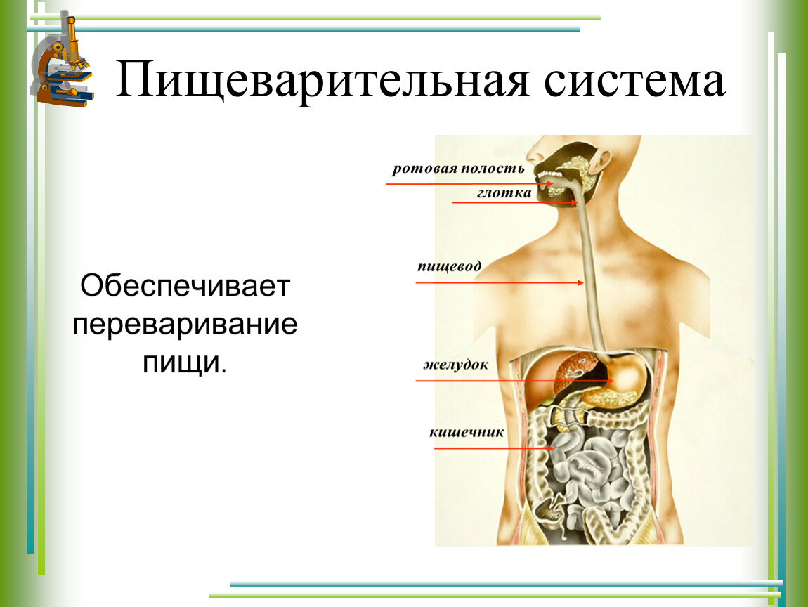 Пищеварение презентация. Пищеварительная система человека 3 класс окружающий мир. Пищеварительная система обеспечивает. Система пищеварения человека 3 класс. Органы пищеварения человека 3 класс.