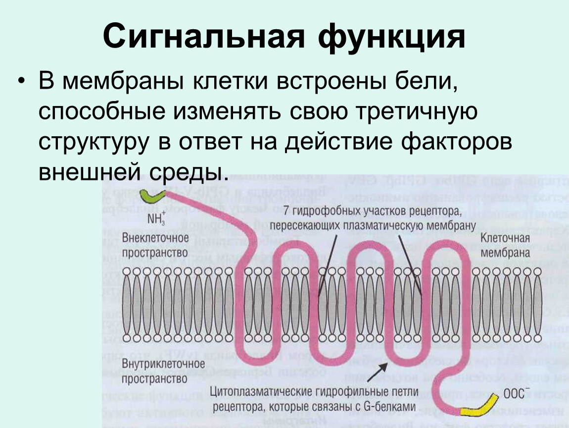 Углеводы в составе клеточной мембраны. Сигнальная функция белков мембраны. Сигнальная функция клетки. Сигнальные белки функции. Сигнальная функция белков мембраны клетки.