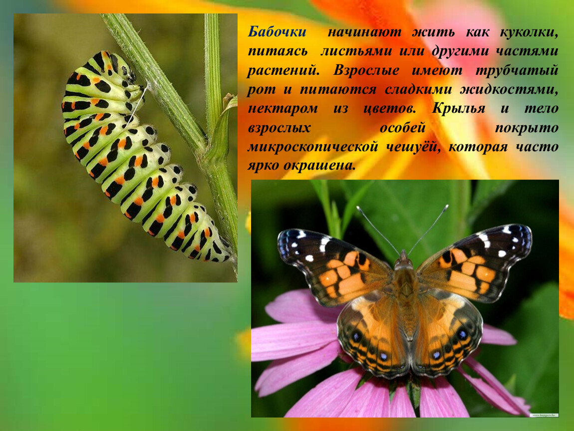 Бабочка какой вопрос. Как питаются бабочки. Взрослая особь бабочки. Какими растениями питается бабочка. Какими листьями питаются бабочки.
