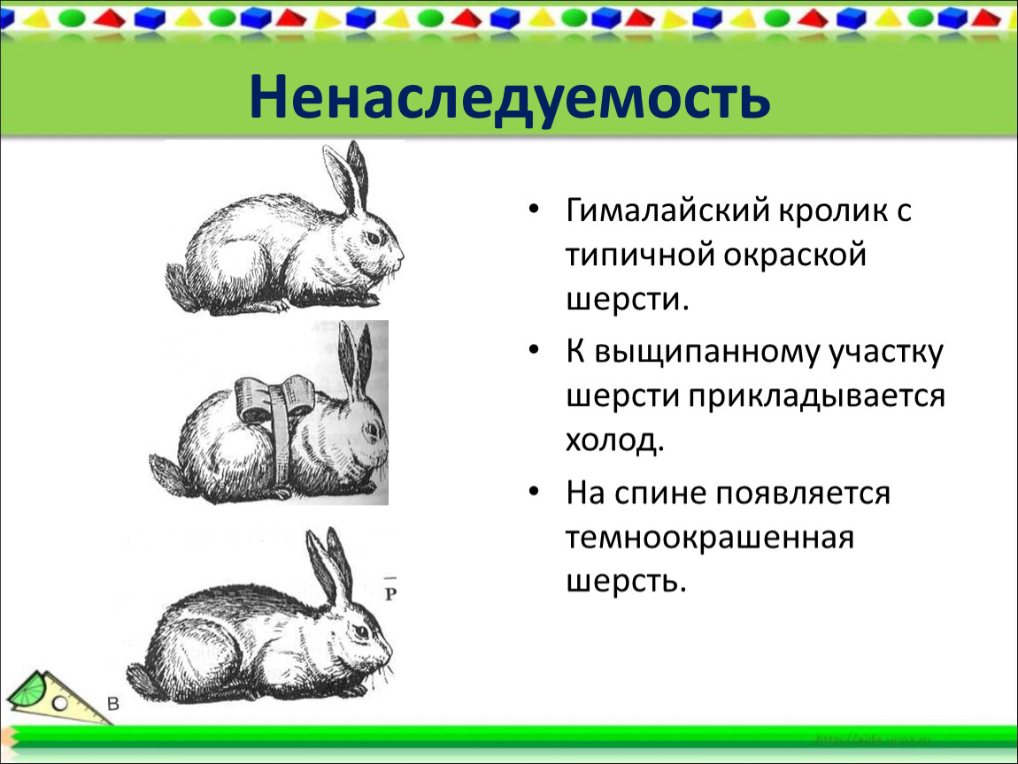 Пример явления иллюстрирующего изменчивость. Фенотипическая модификационная изменчивость. Модификационная изменчивость кролик. Модификационная изменчивость это изменчивость. Фенотипическая изменчивость кролика.