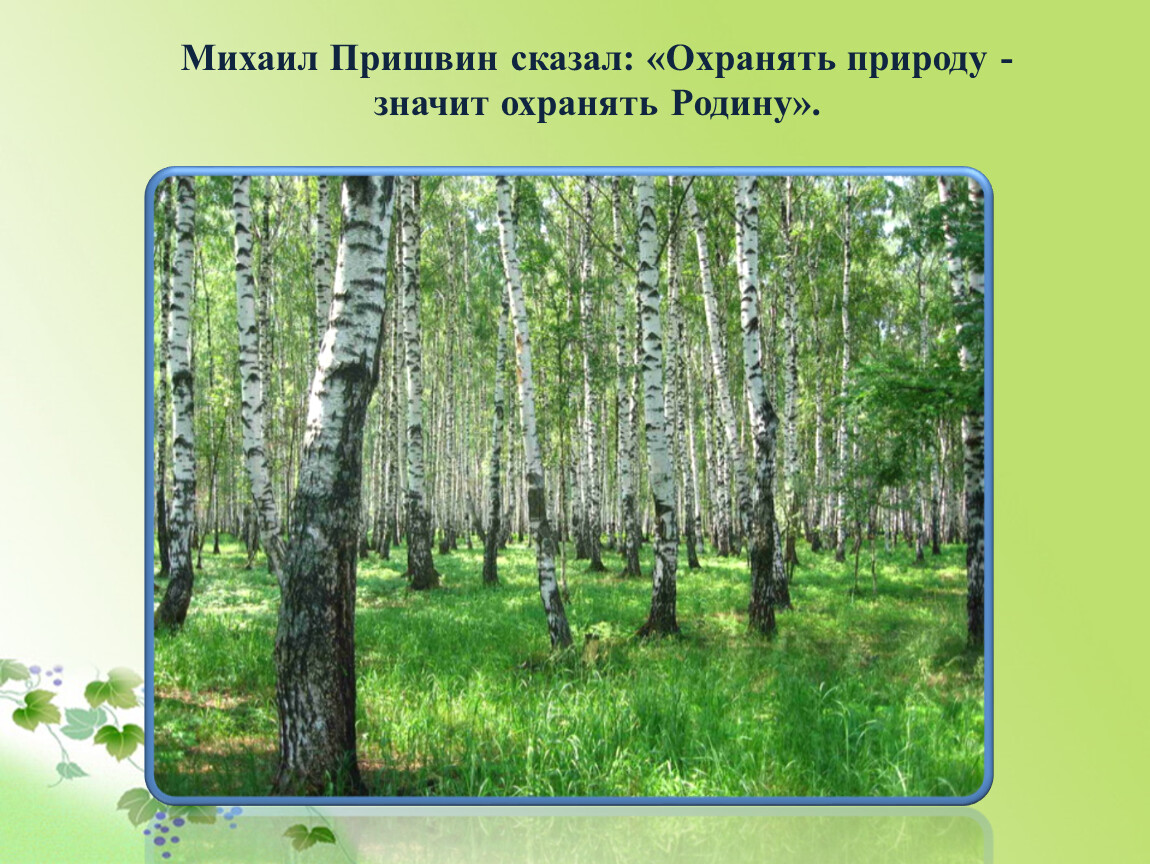 Пришвин деревья в лесу. Охранять природу значит охранять родину пришвин. Пришвин охранять природу. Охранять природу значит охранять пришвин. Пришвин сказал охранять природу значит охранять.