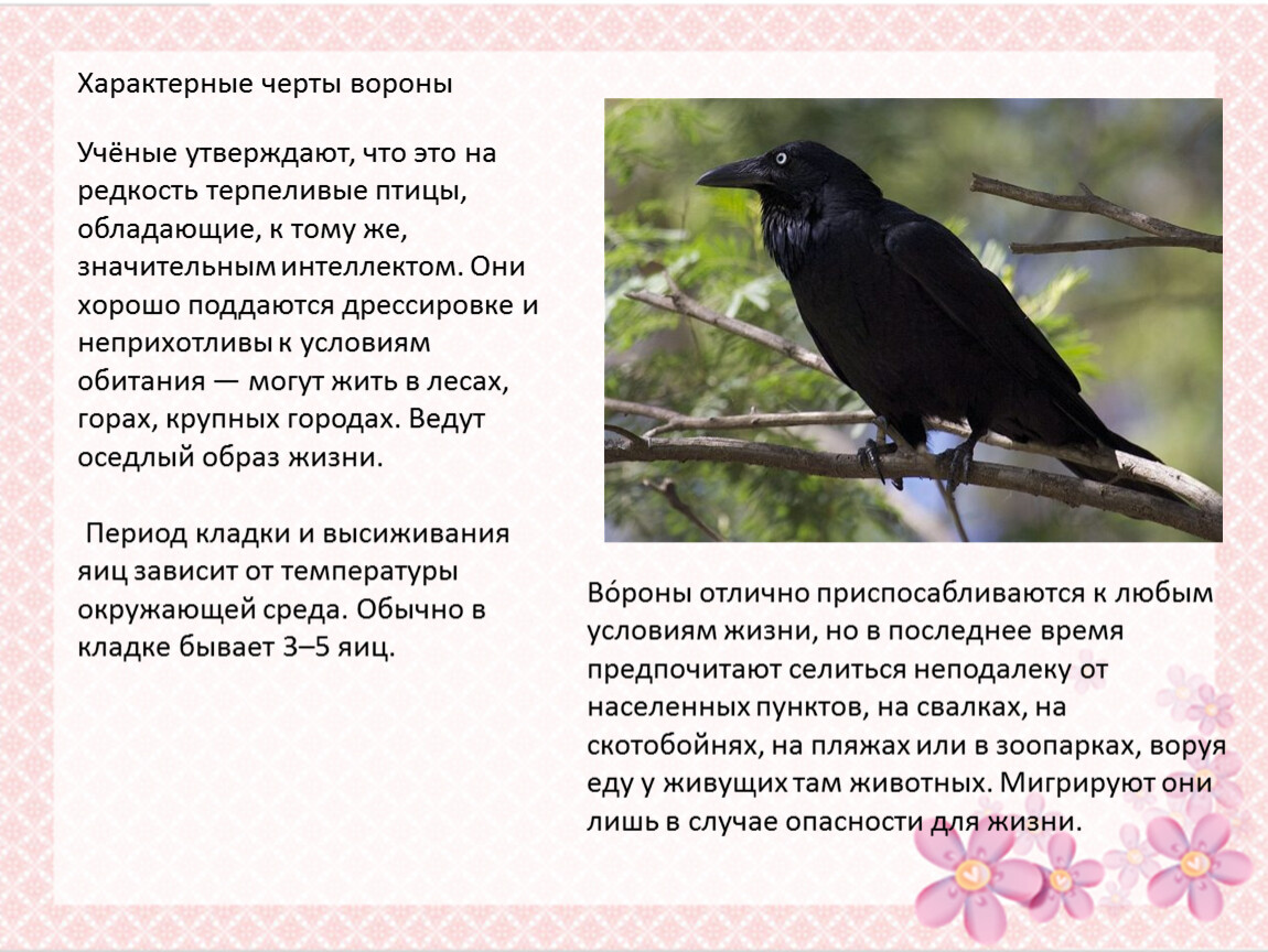 На какой территории обитает ворон обыкновенный. Вороны обитающие в России. Ворон и ворона. Грач птица и ворон различия. Вороны или вороны разные птицы.