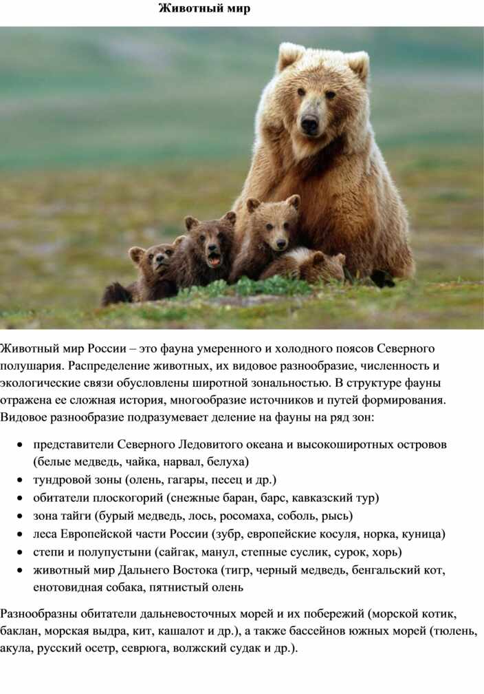 Реферат: Животный мир России