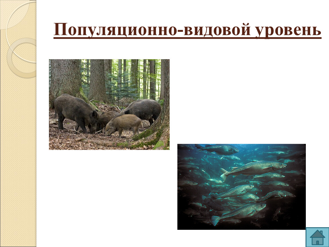 Популяционный уровень организации живой природы. Популяционно-видовой уровень организации. Популяционно-видовой уровень организации живой материи. Популяционно-видовой уровень организации живого. Популяционно видовой уровень жизни.