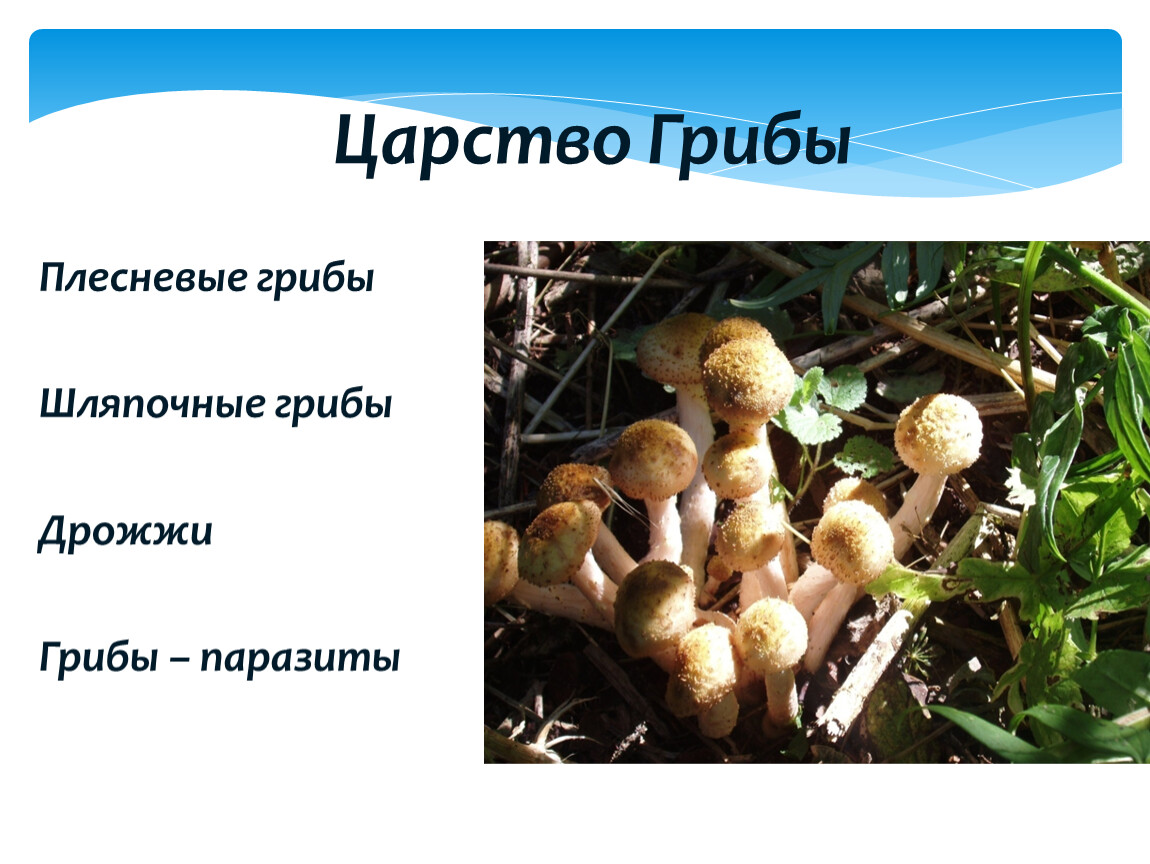 Есть царство грибов. Царство грибы. Представители царства грибы. Царство царство грибов. Шляпочные грибы и плесневые грибы.
