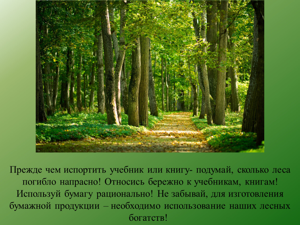 Сколько лес. Сообщение на тему леса Адыгеи. Таманский лес сколько деревьев. Зелёный лес Уфа.