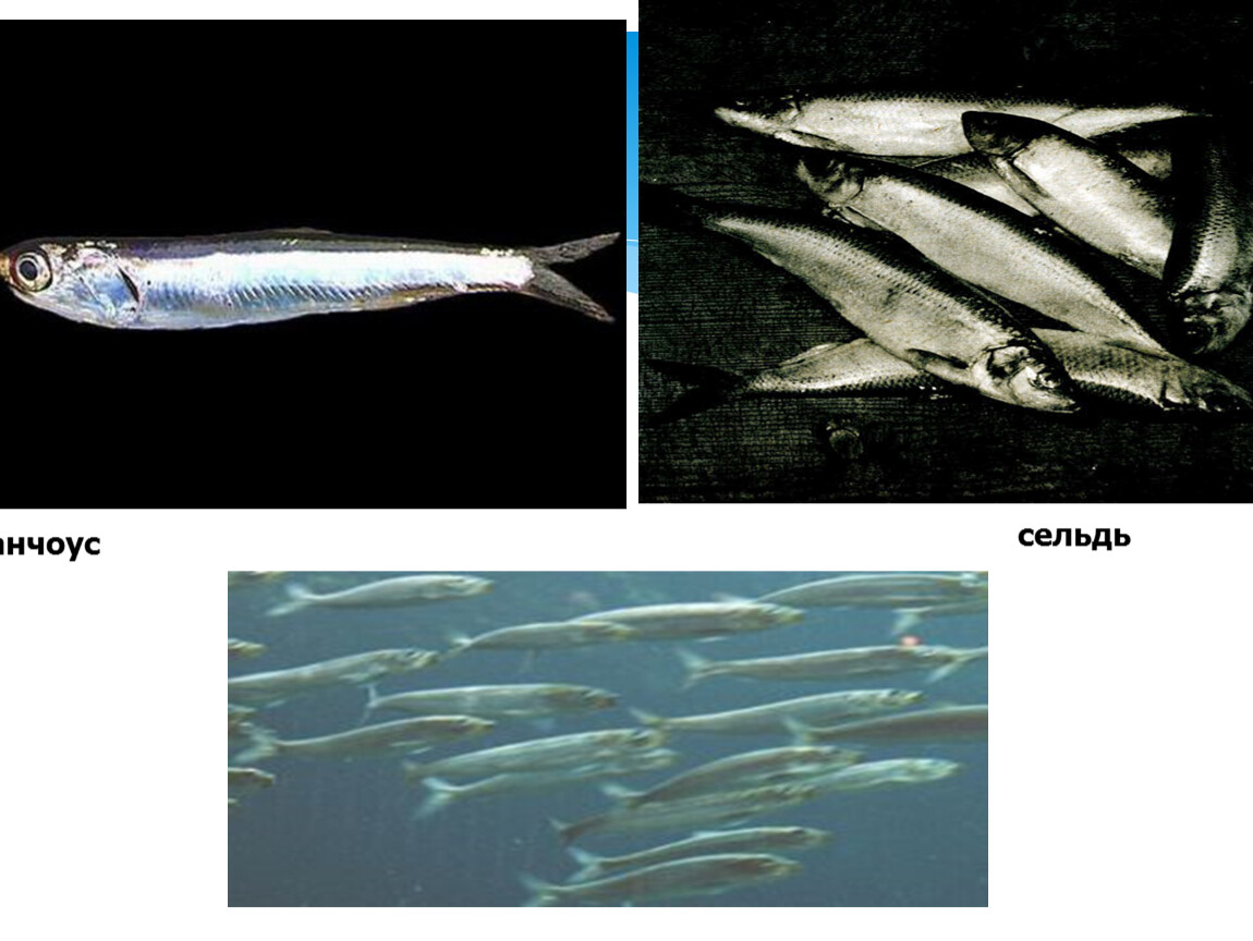 Виды селедки. Отряд Сельдеобразные сельди. Костные рыбы Сельдеобразные. Костные рыбы сельдь. Рыбы Сельдеобразные Лососеобразные.