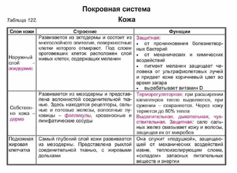 Биология таблица органов. Таблица взаимосвязь строения и функций кожи. Строение и функции покровной системы животных. Строение кожи таблица. Строение и функции кожи таблица.