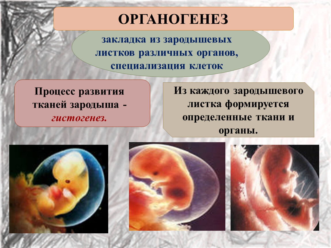 Орган в котором происходит развитие зародыша человека