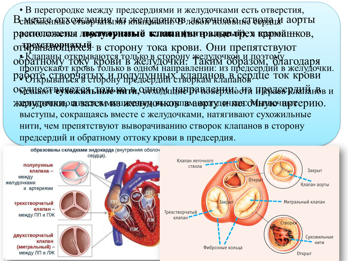 Какую функцию выполняют створчатые клапаны. Створчатые клапаны расположены между предсердиями и желудочками. Между предсердиями и желудочками сердца находятся:. Как называются клапаны между предсердиями и желудочками сердца. Соединительнотканный каркас сердца.