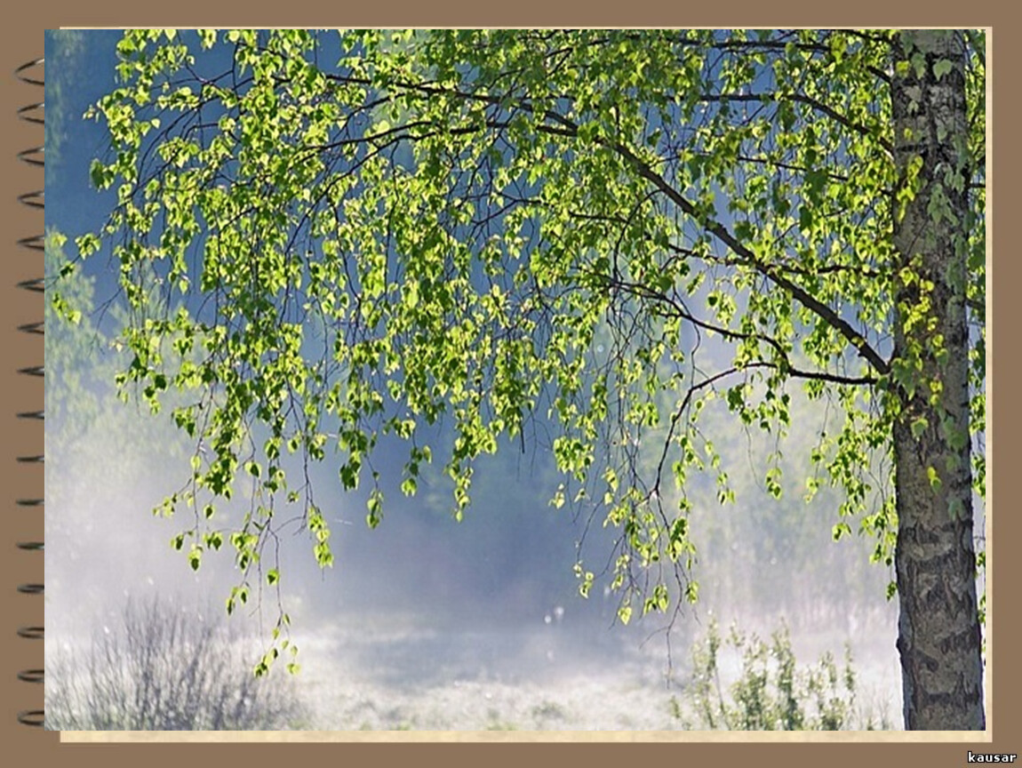 В природе есть удивительные праздники первая зелень. Россия Русь Березки тополя. Есенин весенний белая берёзка. Черемуха Березовая роща. Береза весной.