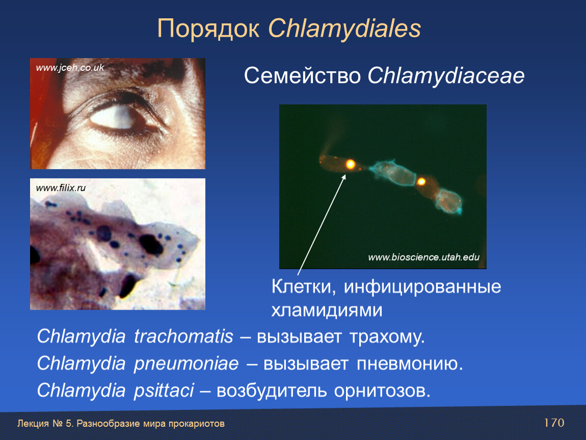 Лекция № 5. Разнообразие мира прокариотов