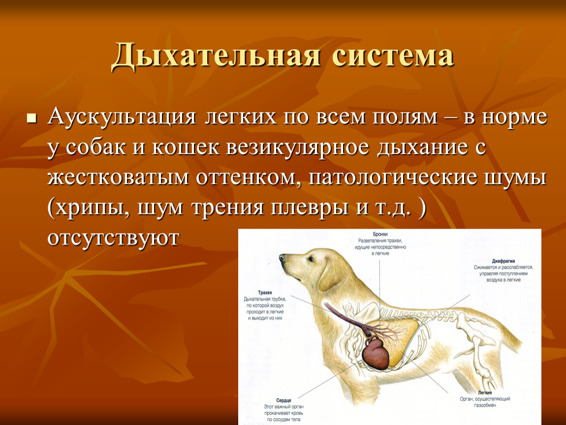 Собака лечение легких. Аускультация органов дыхания у животных. Дыхательная система собаки. Дыхательные органы собаки. Система собаки.