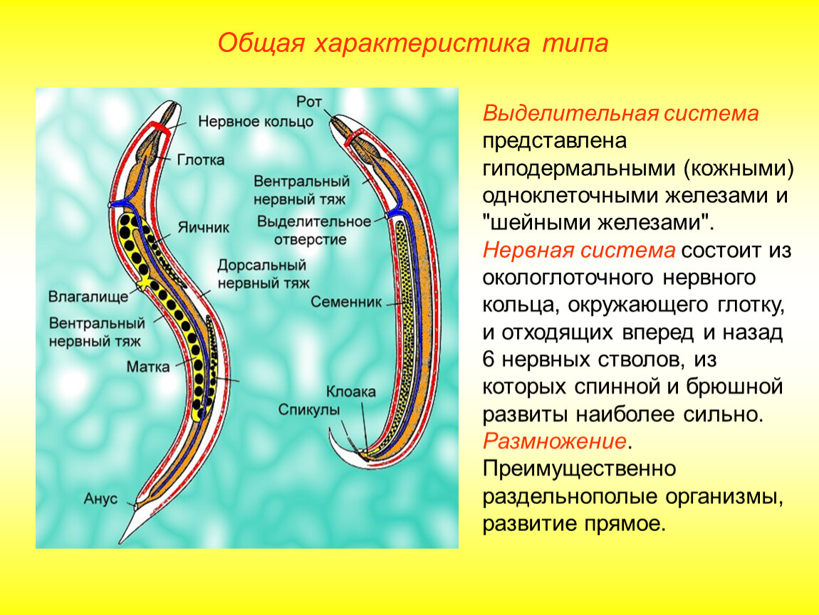Черви тип дыхания. Выделительная система круглых червей нематоды. Тип выделительной системы круглых червей. Тип нервной системы у круглых червей. Нематоды черви строение.
