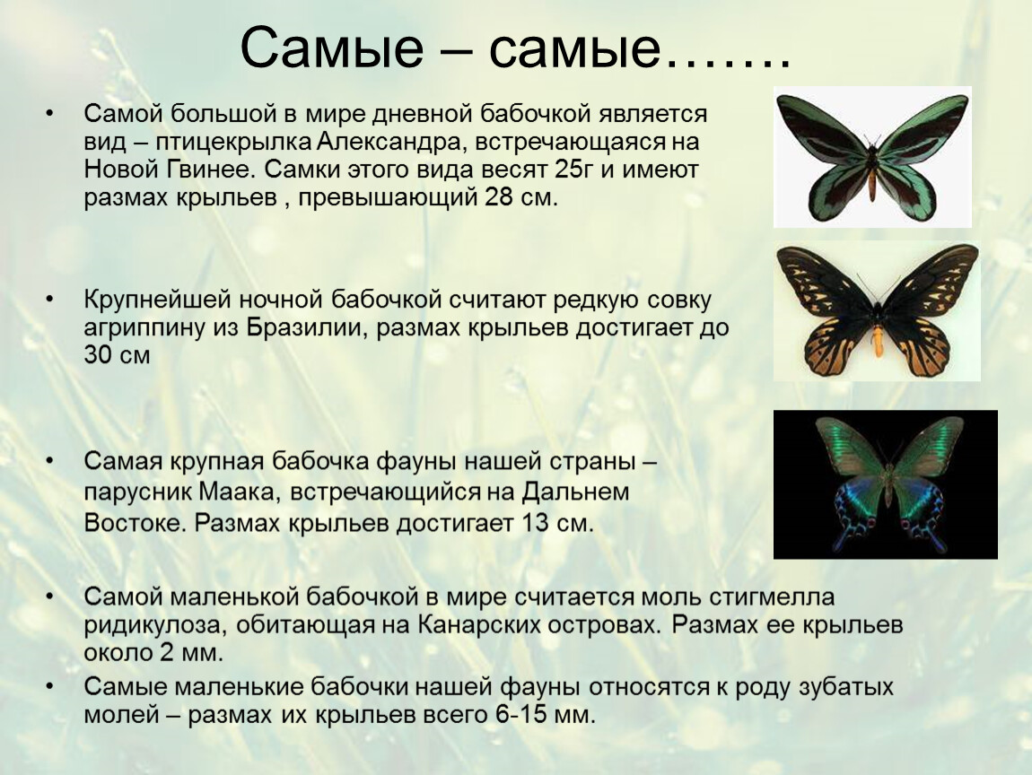 Сообщение первые бабочки 2 класс окружающий мир