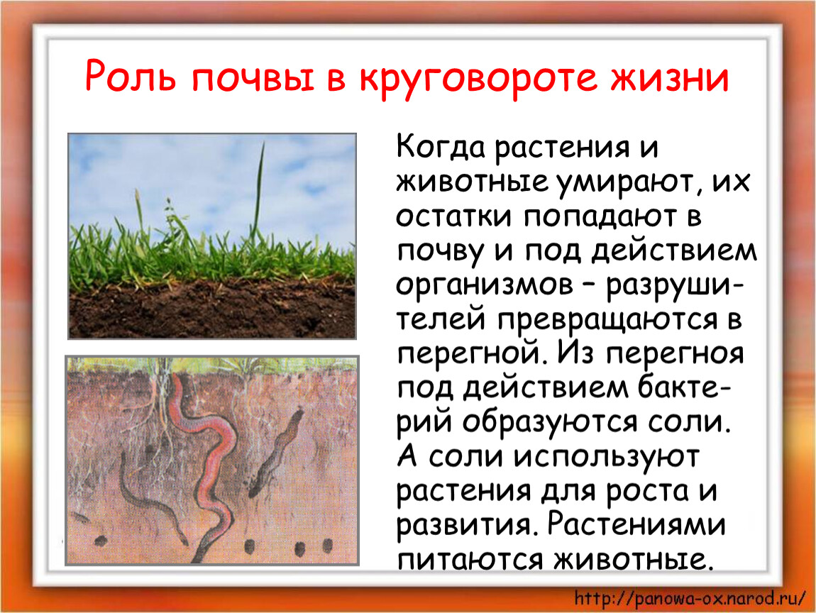 Почему гиб. Роль почвы в круговороте жизни. Великий круговорот жизни. Роль почвы в круговороте веществ в природе. Роль почвы в круговороте веществ.