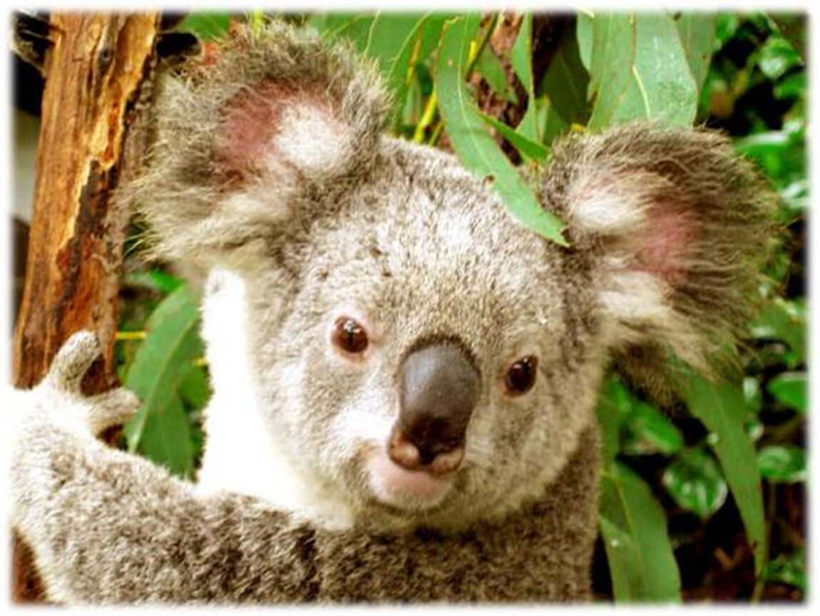 Животные австралии для детей фото с названиями
