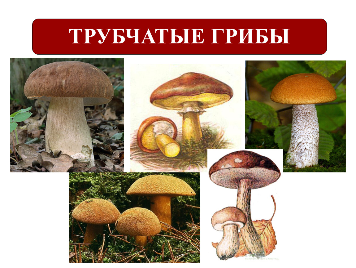 Трубчатые грибы съедобные и несъедобные. Шляпочные пластинчатые грибы съедобные. Съедобные и несъедобные грибы пластинчатые и трубчатые. Трубчатые ядовитые грибы названия.