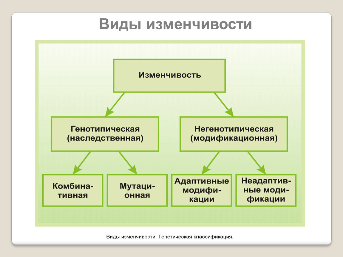 Схема виды наследственной изменчивости