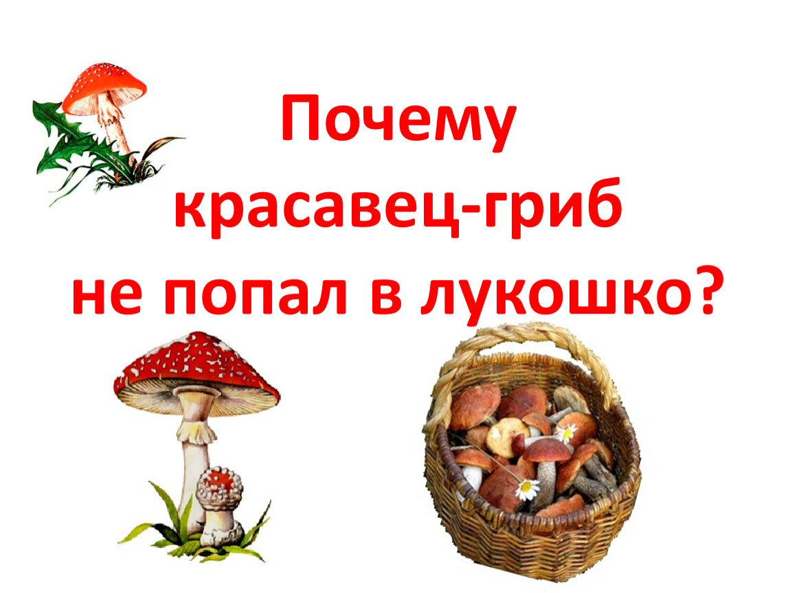 Антураж грибы. Гриб красавец. Предложения со словом гриб-красавец. Предложение с словами гриб красавец.