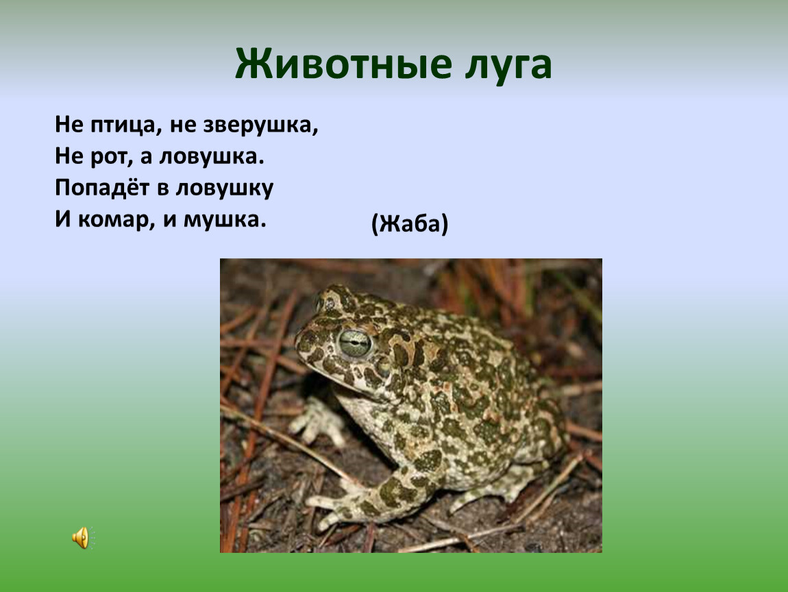 Презентация жизнь 4 класс плешаков. Обитатели Луга животные. Сообщение о животных Луга. Презентация на тему животные Луга. Животные Луга 4 класс.