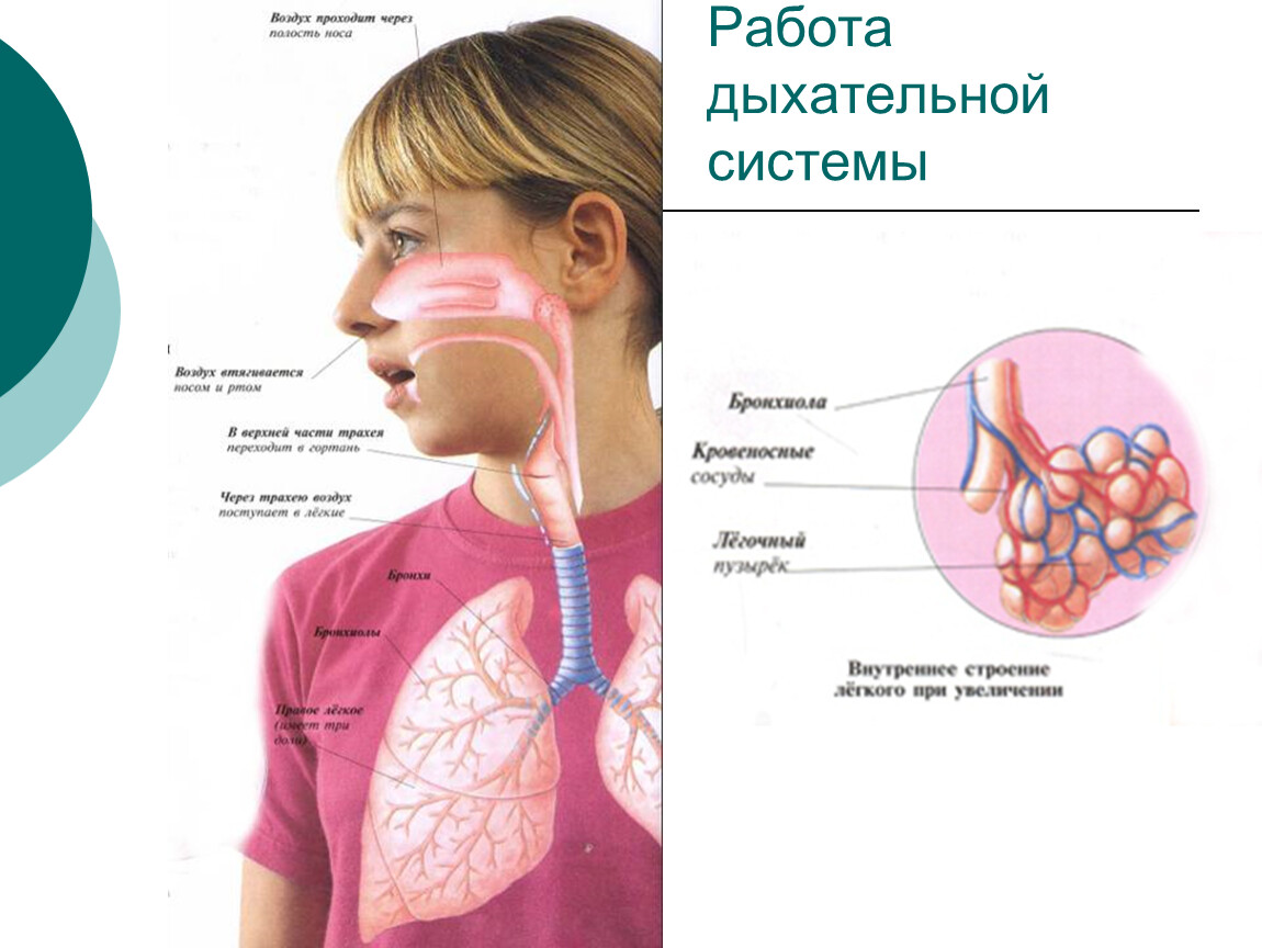 Тех карта дыхание и кровообращение 3 класс