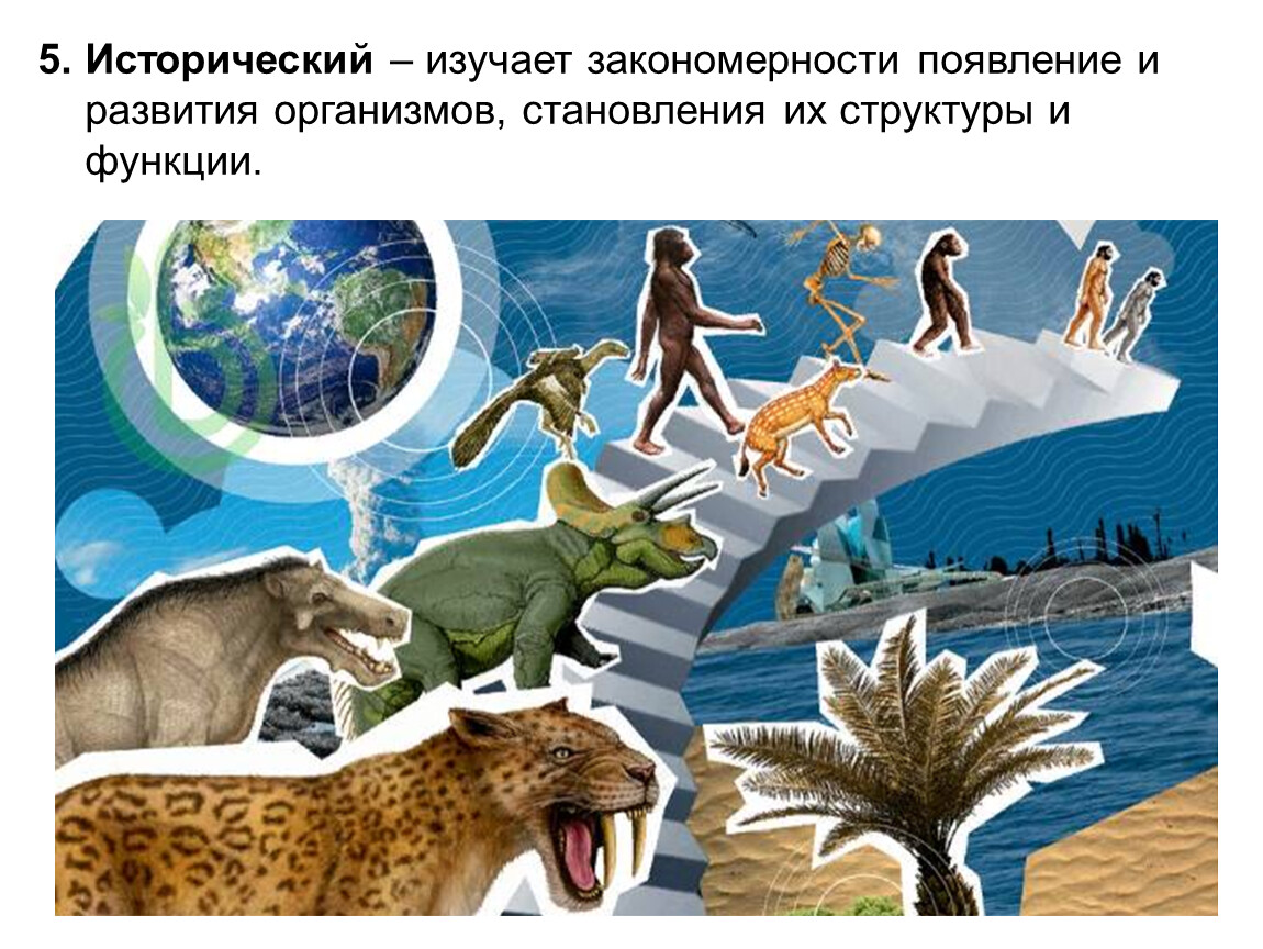 Познание животных. Животный мир планеты. Эволюция биоразнообразия. Животные планеты земля. Живые организмы на земле.