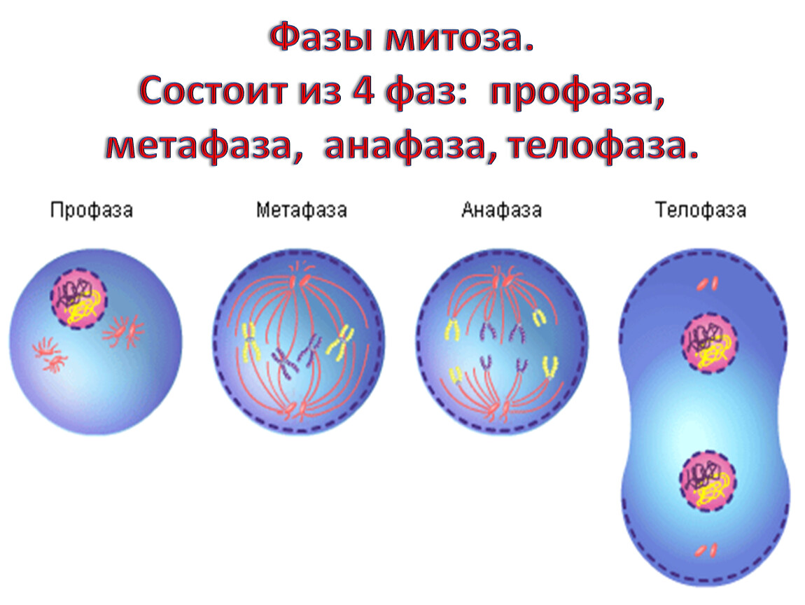 Второй фазой деления клетки