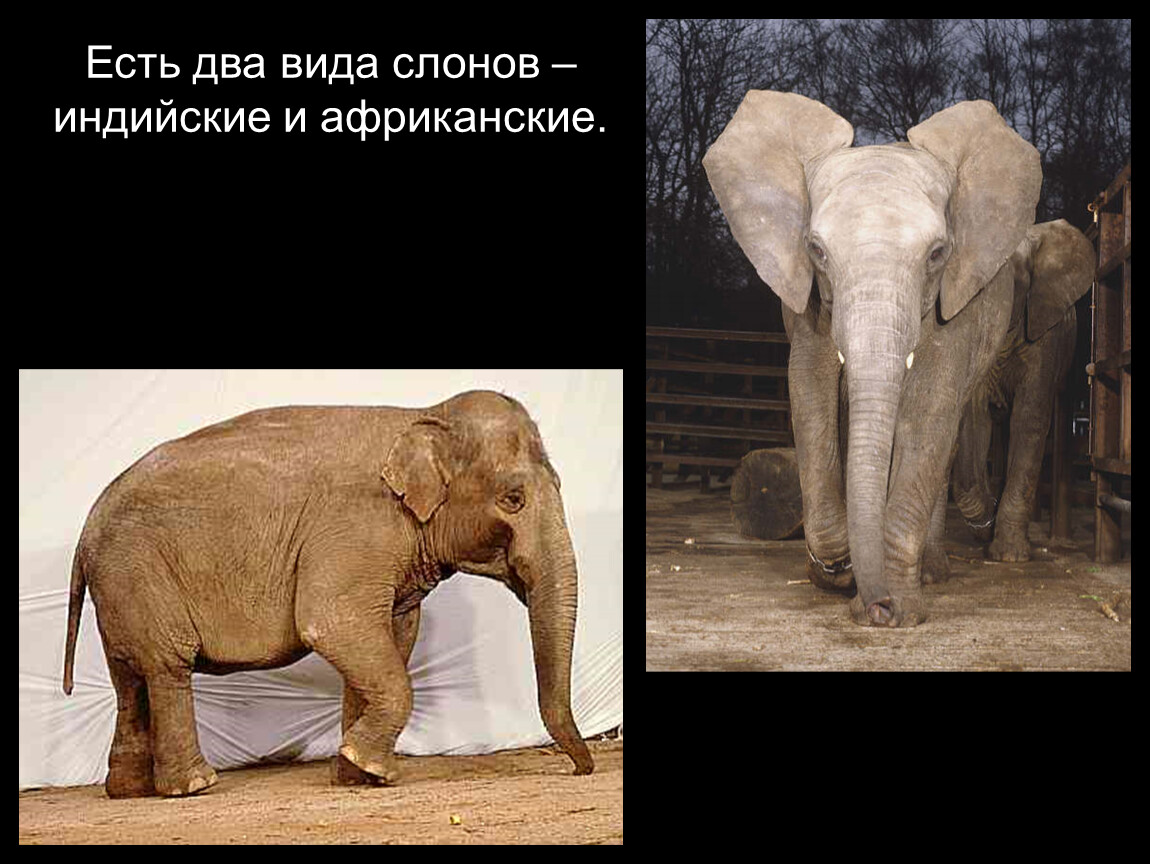 Чем отличается индийский слон от африканского 1. Индийский слон. Африканский и индийский слон. Индийский слон и Африканский слон отличия. Индийские слоны и африканские слоны.