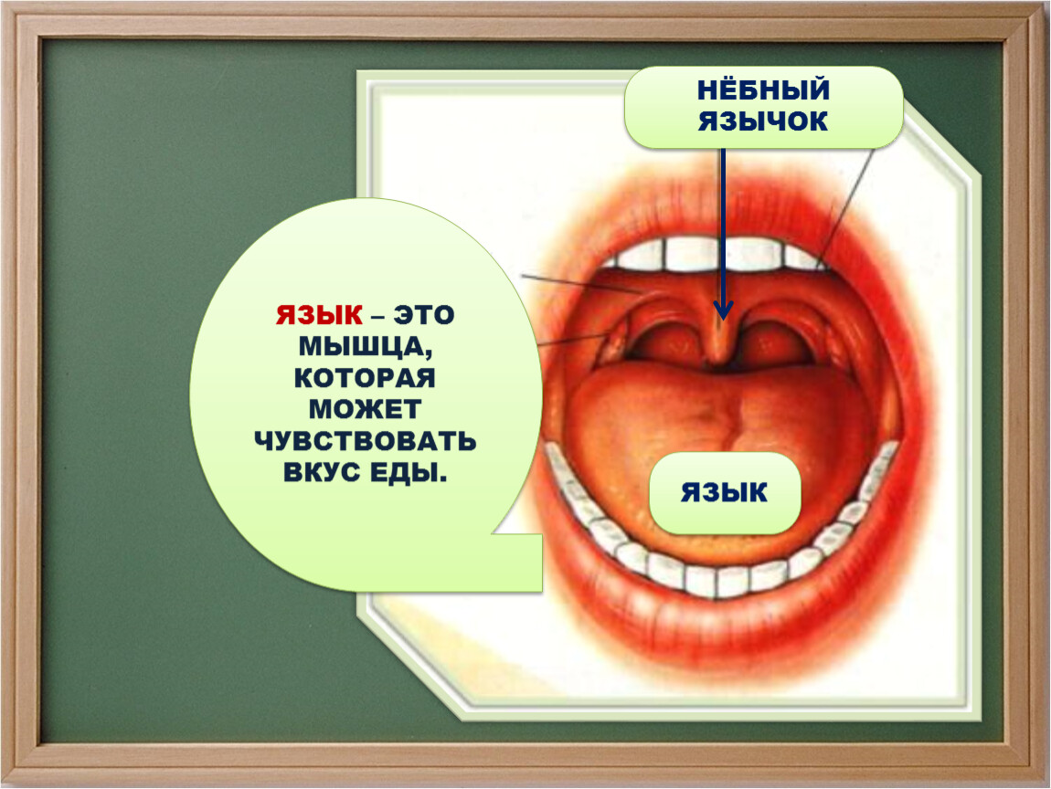 Маленький язык. Язык орган окружающий мир. Презентация про орган язык 4 класс.