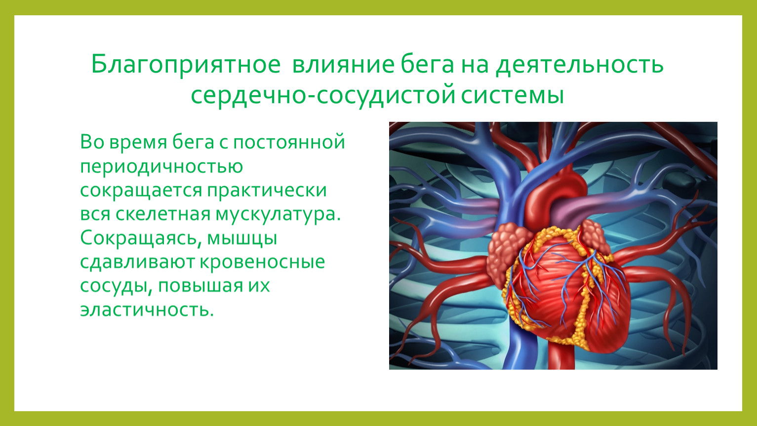 Физических нагрузок кровообращение. Влияние на сердечно-сосудистую систему. Влияние бега на сердечно-сосудистую систему. Благоприятное влияние на сердечно-сосудистую систему. Влияние на кровеносную систему.