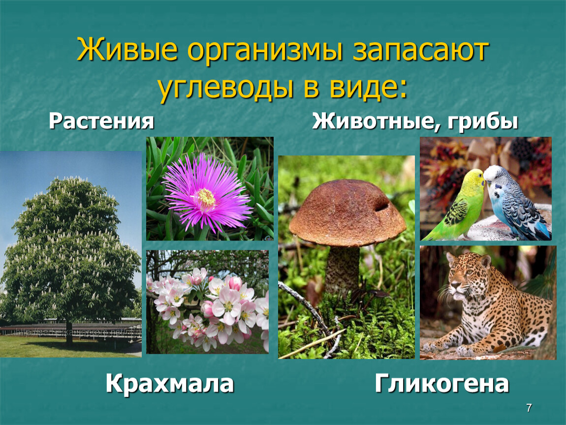 Фото живых организмов. Живые организмы. Растение живой организм. Животные растения грибы. Живые организмы в организмах.