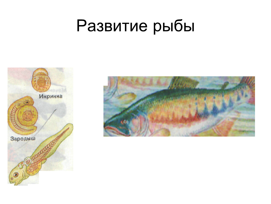 Жизнедеятельность рыб 7 класс