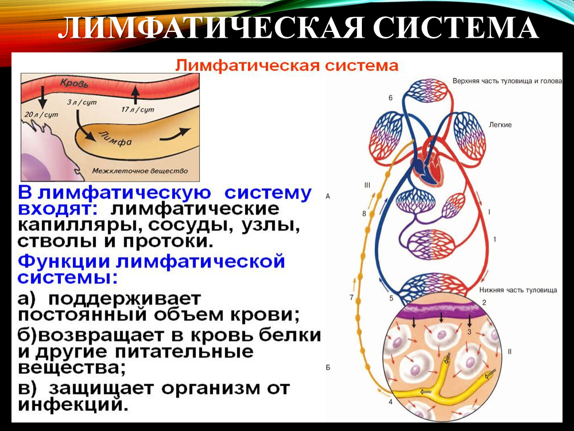 Функции лимфатической организма