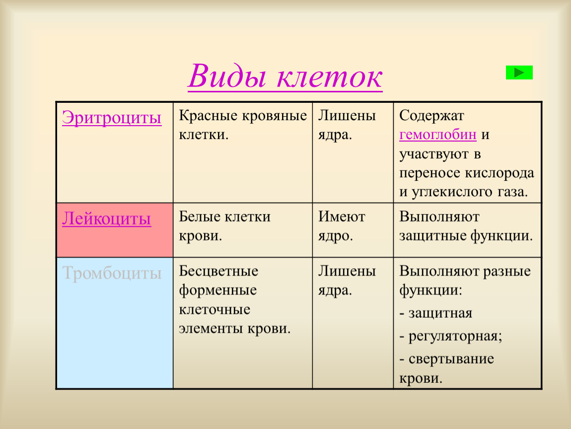 Виды клеток ядра. Виды клеток крови и их функции. Вид клеток и ядра крови. Тип клеток крови функции. Вид ядра крови человека.