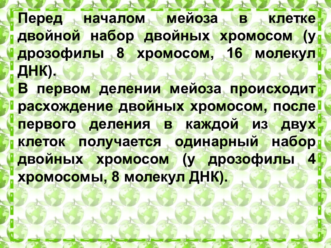 В соматической клетке дрозофилы 8 хромосом. Двойной набор хромосом.