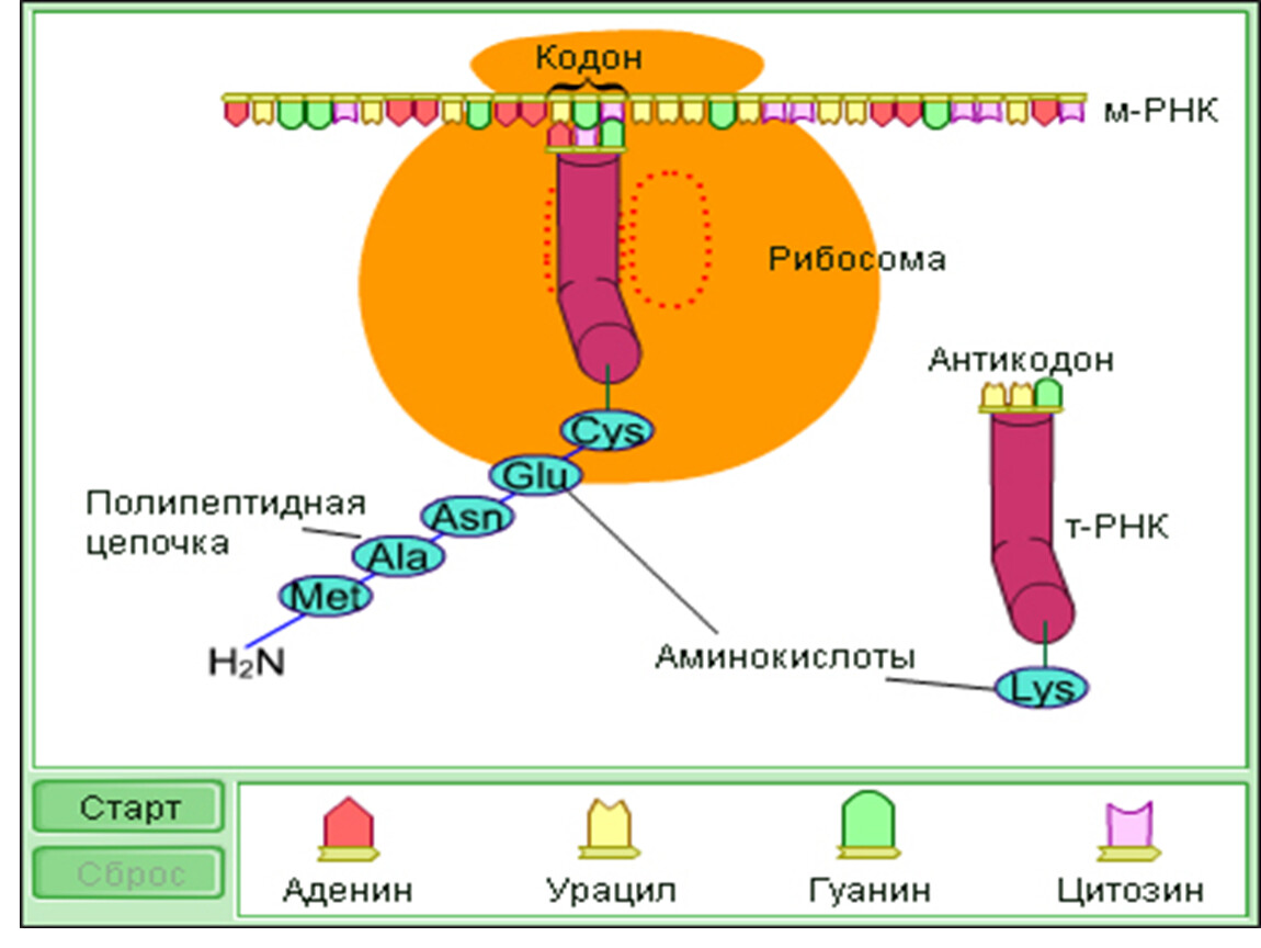 Синтез полипептидной цепи в рибосомах. Кодон и антикодон. Трансляция биология схема. Взаимодействие кодона и антикодона. Полипептидная цепь РНК.