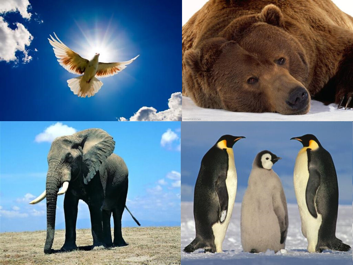Наземно воздушная среда урок биологии 5 класс. Наземно воздушные животные. Наземно-воздушная среда обитания. Наземно воздушные звери. Обитатели наземно бездушной среды.