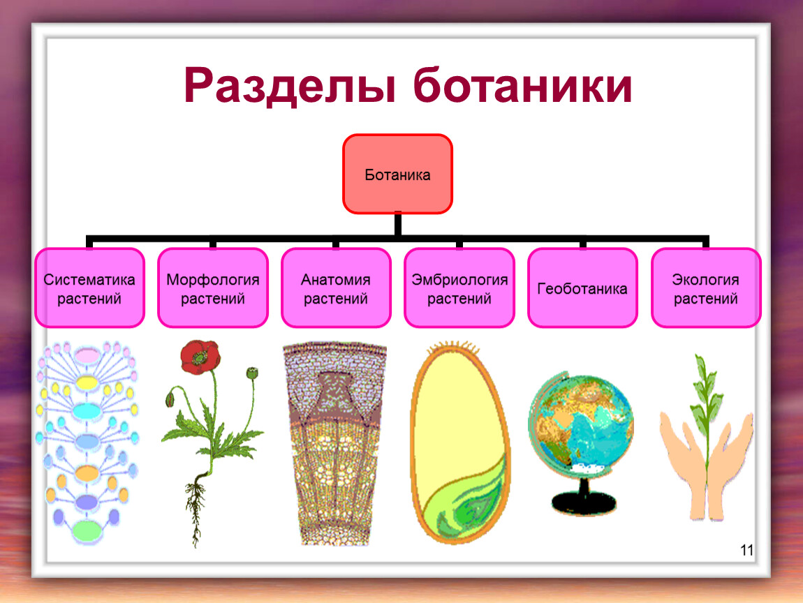 Какая наука изучает процесс размножения растений. Разделы ботаники. Ботаника разделы биологии. Ботаника это наука изучающая. Мир растений ботаника.