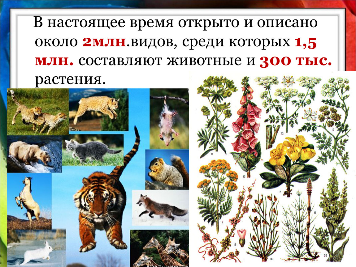 Видовое разнообразие живых организмов