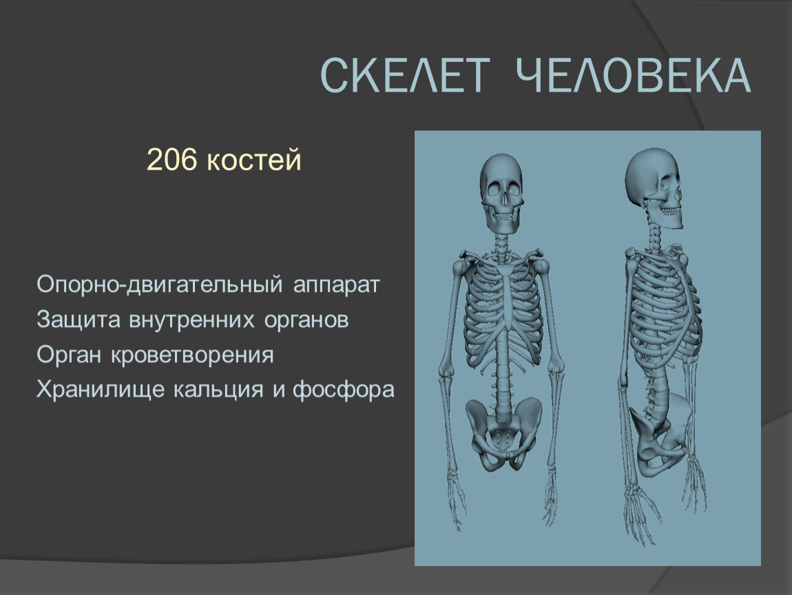 К плоским костям скелета относятся. В скелете человека 206 костей.. Опорные кости. Скелет 206 костей. 206 Костей человека название.