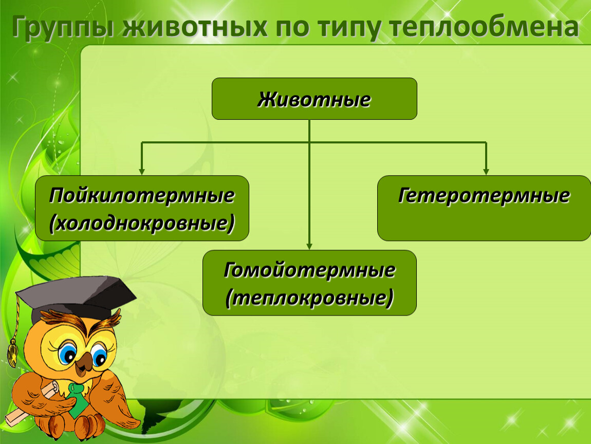 Экологические группы зверей. Группы животных по типу теплообмена. Экологические группы животных. Экологические группы зверей 7 класс.