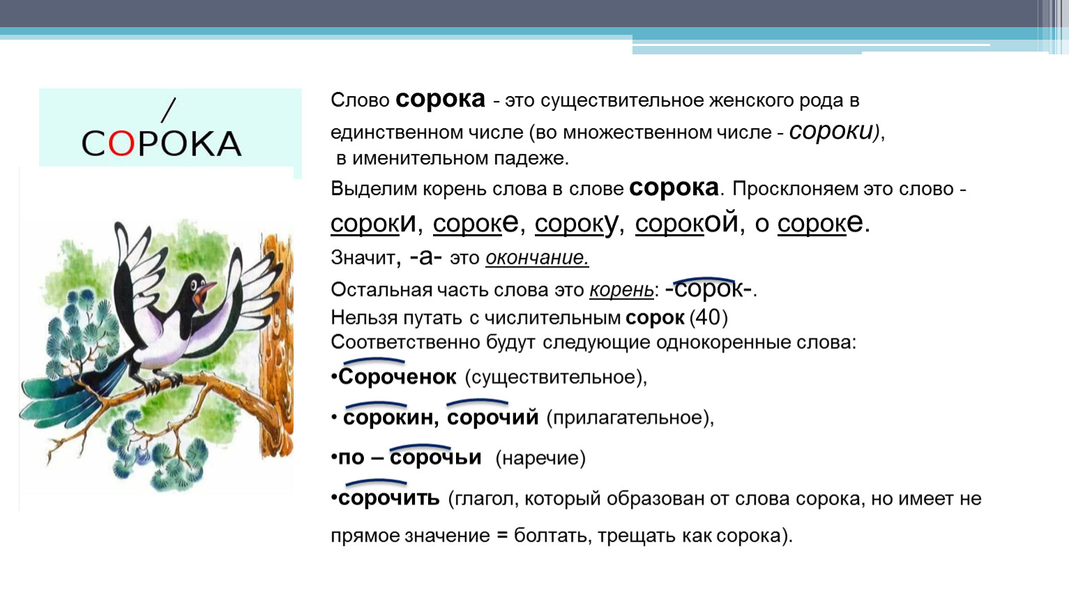 Предложение со словом сорока 1. Текст сорока. Сорок происхождение слова в русском языке. Схема слова сорока 1 класс. Маленькое предложение к слову сорока.