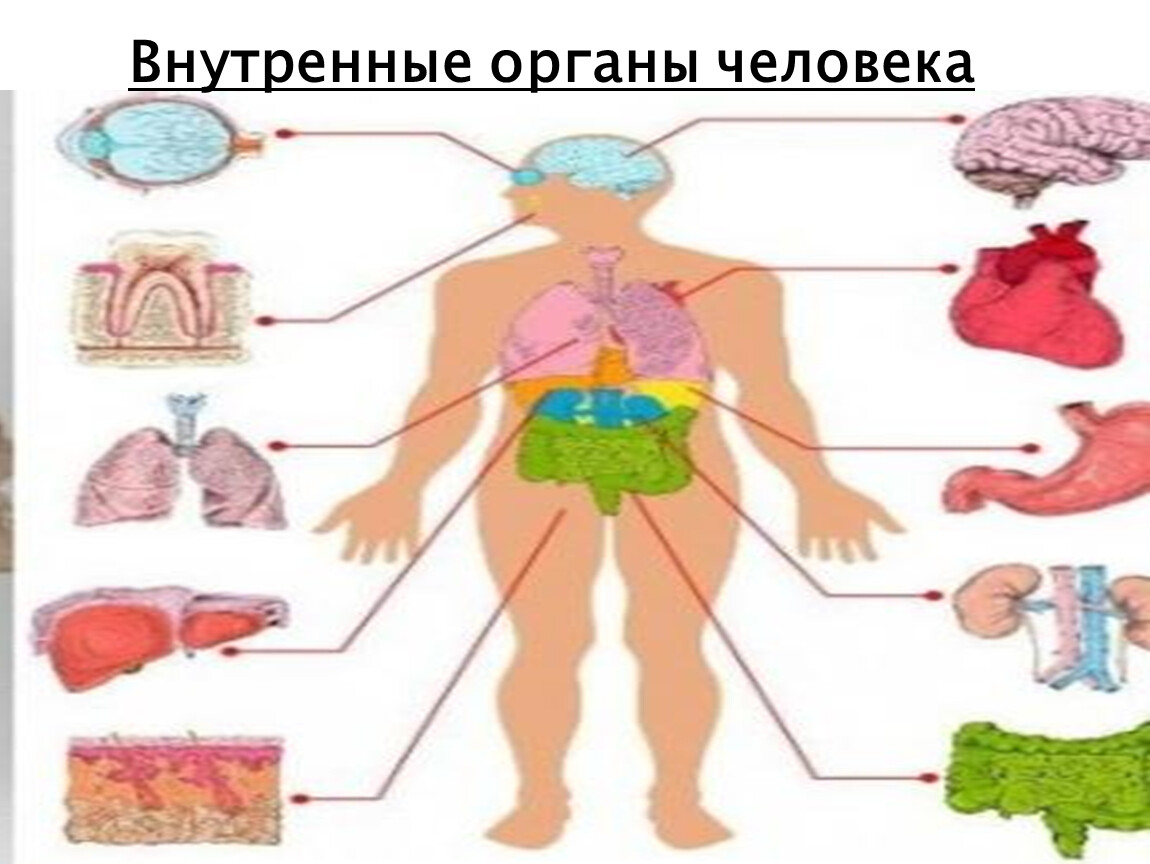 7 органов человека