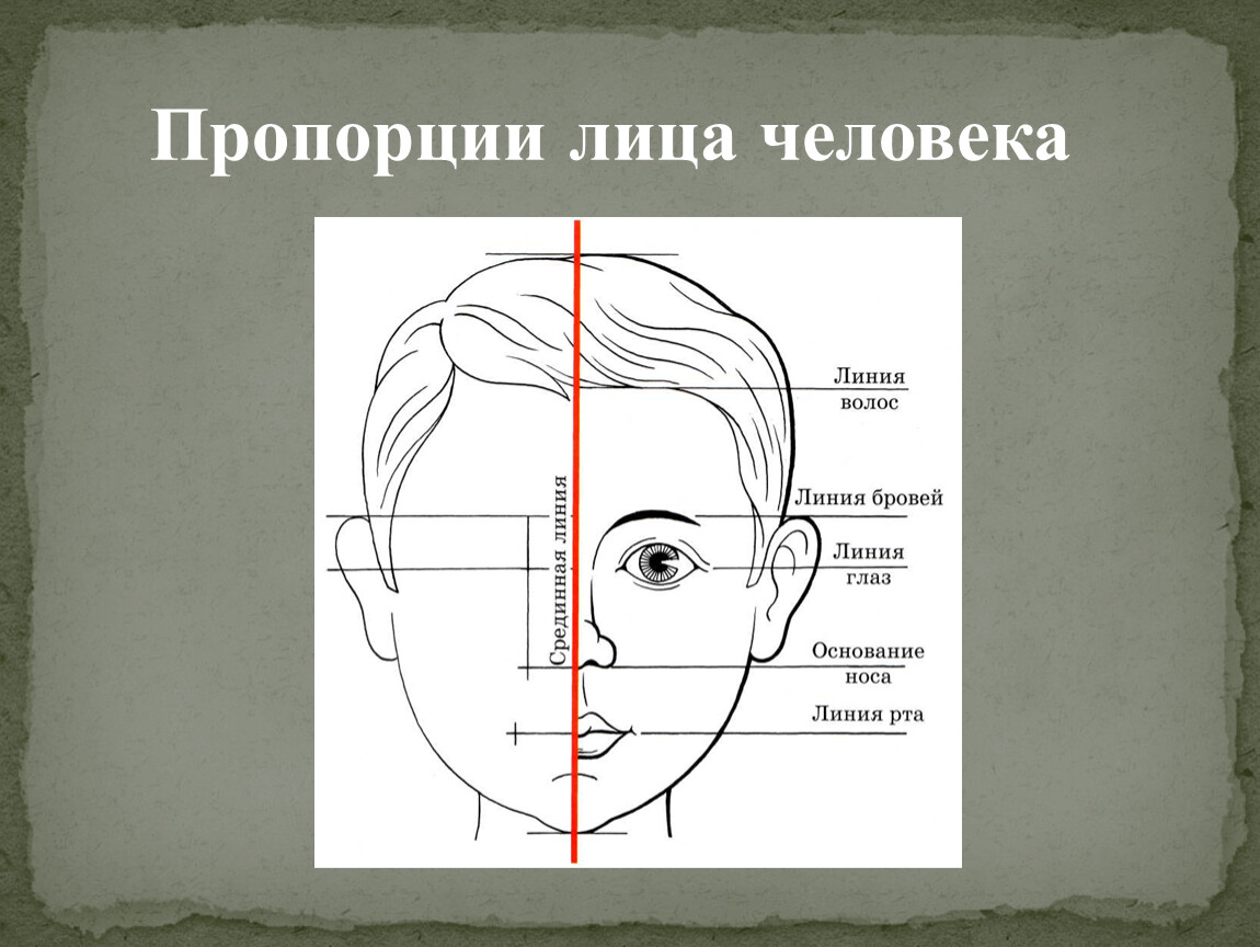Название лбов. Пропорции лица. Пропорции лица человека схема. Пропорции головы и лица человека. Схема пропорций головы человека.