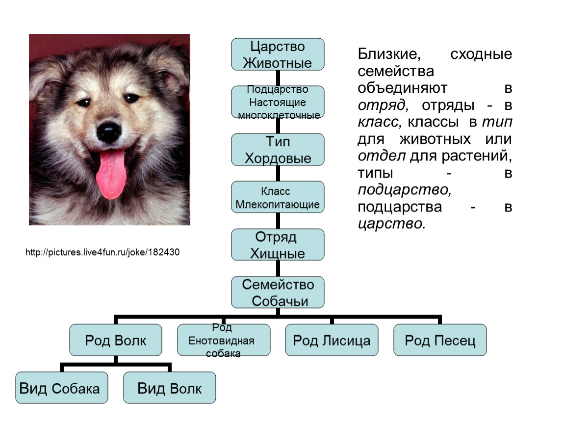 Классификация собаки домашней по биологии 5 класс