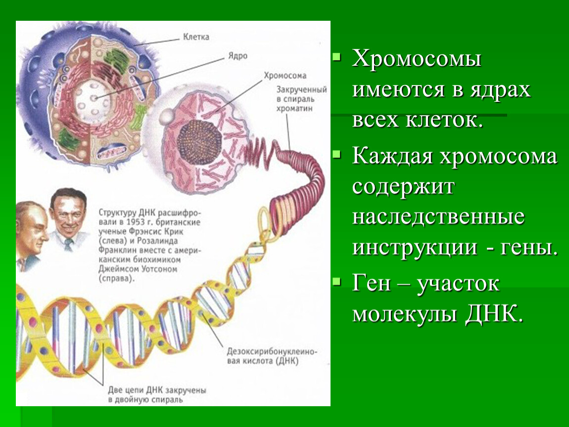 Молекулы днк находится в хромосомах. Клетка ген хромосома ДНК. Хромосомы в ядре. Строение клетки хромосомы.