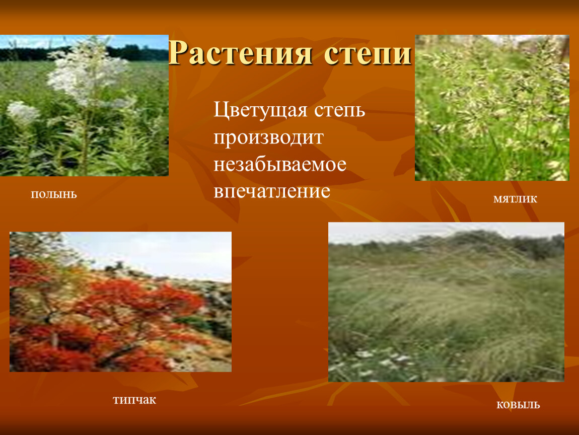 Какие травы в степи. Растительность степи. Растения степи. Растения степи России. Полынь, ковыль, степные кустарники..